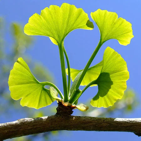 جینکو بیلوبا, جینکو بیلوبا برای درمان ریزش مو