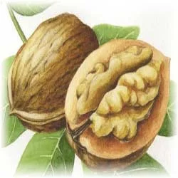 زیبایی