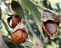 غذاهای پوست,پوست خشک,پوست‌های حساس,
