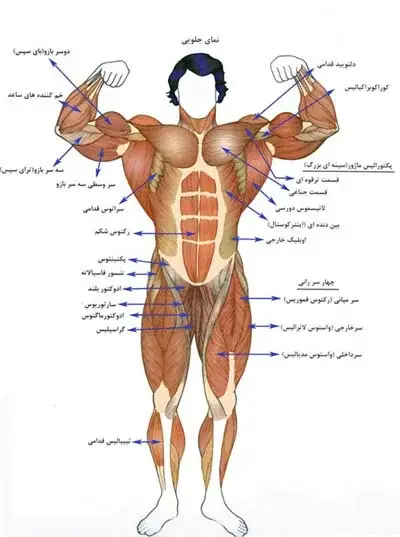 بدنسازی و آشنایی با عضلات بدن