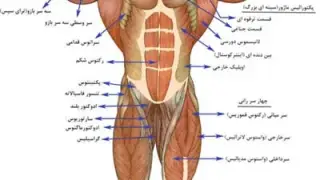 بدنسازی و آشنایی با عضلات بدن