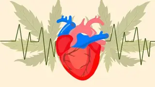 تأثیرات مخرب ماری‌جوانا بر قلب؛ از سموم تا نارسایی قلبی