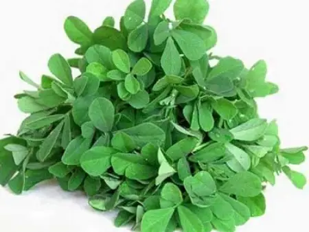 خواص باورنکردنی شنبلیله برای درمان خارش پوست سر